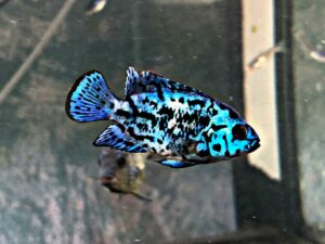 Blaue Fische
